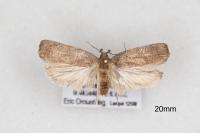Agonopterix scopariella