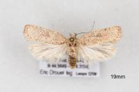 Agonopterix atomella