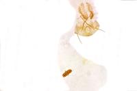 Agonopterix atomella