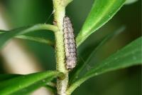 Anchinia cristalis