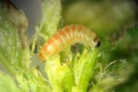 Argyresthia albistria