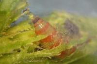 Argyresthia albistria