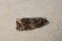 Celypha lacunana