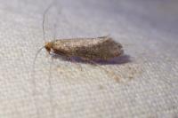 Nematopogon