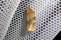 Choristoneura hebenstreitella