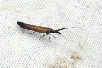 Coleophora mayrella