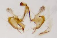 Coleophora mayrella