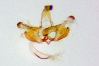 Coleophora alcyonipennella