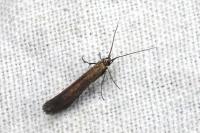 Coleophora alcyonipennella