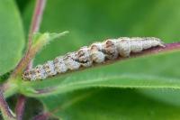 Ypsolopha nemorella