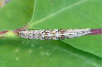 Ypsolopha nemorella