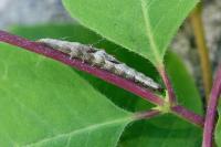 Ypsolopha nemorella