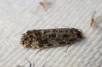 Triaxomera parasitella
