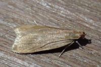 Helcystogramma rufescens