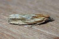 Eucosma