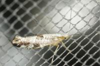 Argyresthia spinosella