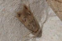 Borkhausenia