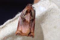 Archips podana