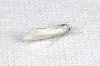 Elachista argentella