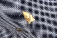 Clepsis consimilana