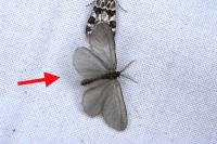Rebelia plumella surientella