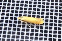 Tischeria