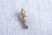 Acrolepiopsis marcidella