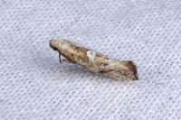 Acrolepiopsis marcidella