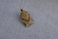 Clepsis consimilana