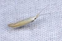Coleophora