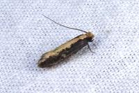 Monopis crocicapitella