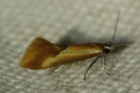 Batia lambdella