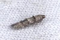 Sorhagenia
