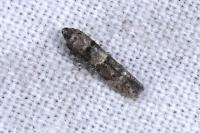 Sorhagenia