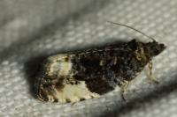 Hedya pruniana