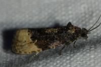 Hedya ochroleucana