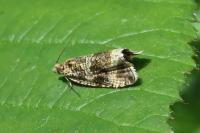 Celypha lacunana