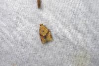 Clepsis consimilana