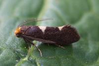 Incurvaria masculella