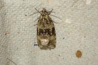 Celypha lacunana