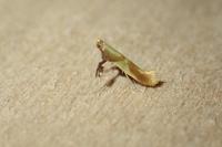 Caloptilia alchimiella