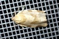Choristoneura hebenstreitella