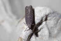 Neofaculta ericetella