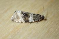 Orthotaenia undulana