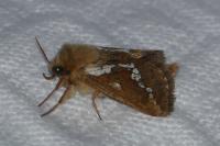 Korscheltellus lupulinus