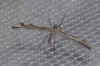 Emmelina monodactyla