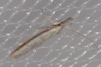 Pleurota ericella