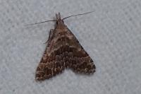 Alucita grammodactyla