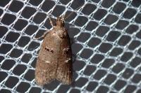 Luquetia lobella
