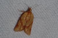 Clepsis pallidana